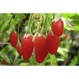 Goji-Beere, Lycium barbarum »Big Lifeberry®«, Frucht: orange-rot, zum Verzehr geeignet