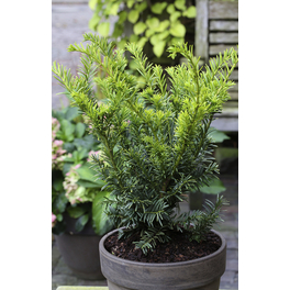 Gold-Eibe, Taxus baccata »Semperaurea«, immergrün