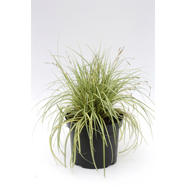 Gold-Japansegge, Carex oshimensis »Evergold«, Pflanzenhöhe: 5-30 cm, grün