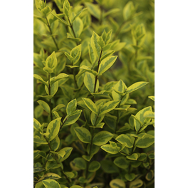 Gold-Liguster, Ligustrum ovalifolium »Aureum«, Blätter: grün/gelb, Blüten: cremeweiß
