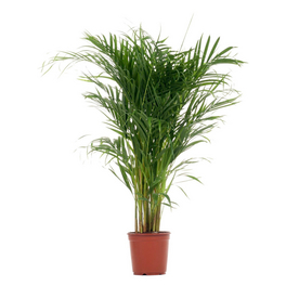 rhaphidophora hayi variegata 4