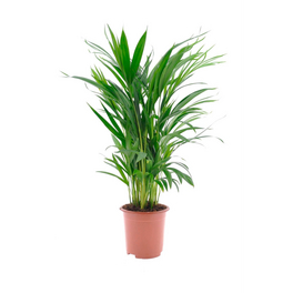 Gartenkrone Bergpalme Chamaedorea elegans, 10 cm - hagebau.de