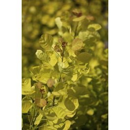 Goldgelber Perückenstrauch, Cotinus coggygria »Golden Lady«, Blätter: gelb, Blüten: creme/rosa