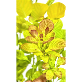 Goldgelber Perückenstrauch, Cotinus coggygria »Golden Spirit«, Blätter: gelb, Blüten: grün/gelb