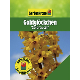 Goldglöckchen, Forsythia intermedia »Goldrausch«, Blätter: grün, Blüten: gelb