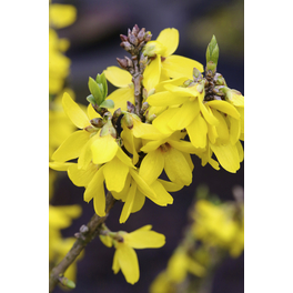 Goldglöckchen, Forsythia intermedia »Lynwood«, Blätter: grün, Blüten: gelb