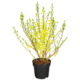 Goldglöckchen, Forsythia intermedia »Week End«, Blätter: grün, Blüten: gelb