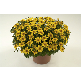 Goldmarie, Bidens ferulifolia, Blüte: gelb, einfach Goldmarie, Bidens ferulifolia, Blüte: gelb, einfach
