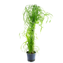 Gräser, Zyperngras - Cyperus alternifolius - Höhe ca. 60 cm, Topf-Ø 14 cm