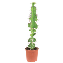 Großhörnige Wolfsmilch, Euphorbia Grandicornis