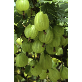 Grüne Stachelbeere, Ribes uva-crispa »Karlin«, Frucht: grün, zum Verzehr geeignet
