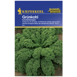 Grünkohl oleracea var. sabellica Brassica Grünkohl oleracea var. sabellica Brassica