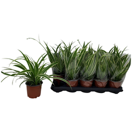 Gruenlilie, Chlorophytum laxum