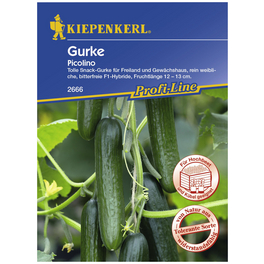 Gurke sativus Cucumis »Picolino«