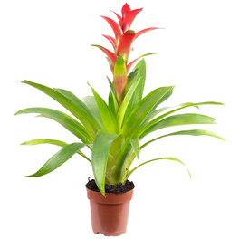Guzmanie, Guzmania »Optima«, Blüte: rot