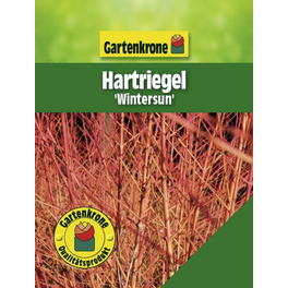 Hartriegel, Cornus sanguinea »Wintersun«, Blätter: grün, Blüten: weiß