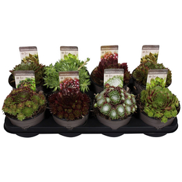 Hauswurz »Sempervivum Mix«, winterhart