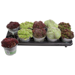 Hauswurz »Sempervivum«, winterhart