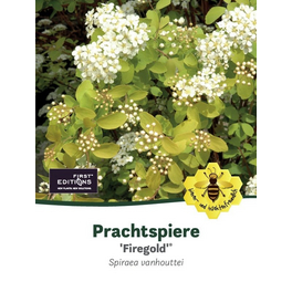 Heckenspiere, Spiraea vanhouttei »Firegold«, Blätter: grün, Blüten: weiß