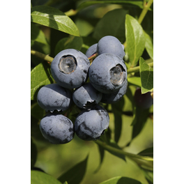 Heidelbeere, Vaccinium corymbosum »Bluecrop«, Frucht: blau, zum Verzehr geeignet