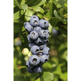 Heidelbeere, Vaccinium corymbosum »Bluejay«, Frucht: blau, zum Verzehr geeignet