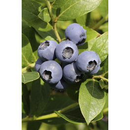 Heidelbeere, Vaccinium corymbosum »Bonus«, Frucht: blau, zum Verzehr geeignet