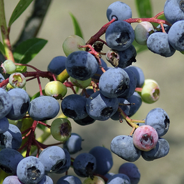 Heidelbeere, Vaccinium corymbosum »Darrow«, Frucht: blau, zum Verzehr geeignet