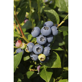 Heidelbeere, Vaccinium corymbosum »Elliott«, Frucht: blau, zum Verzehr geeignet