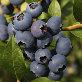 Heidelbeere, Vaccinium corymbosum »Goldtraube«, Frucht: blau, zum Verzehr geeignet Heidelbeere, Vaccinium corymbosum »Goldtraube«, Frucht: blau, zum Verzehr geeignet