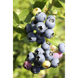 Heidelbeere, Vaccinium corymbosum »Hortblue Petite®«, Frucht: blau, zum Verzehr geeignet