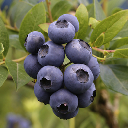 Heidelbeere, Vaccinium corymbosum »Patriot«, Frucht: blau, zum Verzehr geeignet