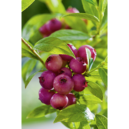 Heidelbeere, Vaccinium corymbosum »Pink Lemonade«, Frucht: rot, zum Verzehr geeignet Heidelbeere, Vaccinium corymbosum »Pink Lemonade«, Frucht: rot, zum Verzehr geeignet