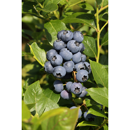 Heidelbeere, Vaccinium corymbosum »Sierra«, Frucht: blau, zum Verzehr geeignet