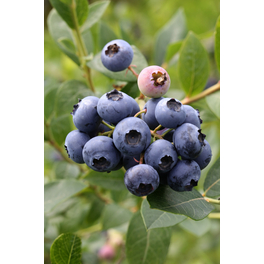 Heidelbeere, Vaccinium corymbosum »Toro«, Frucht: blau, zum Verzehr geeignet