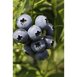 Heidlebeere, Vaccinium corymbosum »Duke«, Frucht: blau, zum Verzehr geeignet
