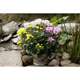 Herbst Chrysantheme, Chrysanthemum indicum, max. Wuchshöhe: 100 cm, Blüte: mehrfarbig