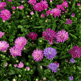 Herbstaster, Aster dumosus »Trio«, max. Wuchshöhe: 60 cm, Blüte: dreifarbig