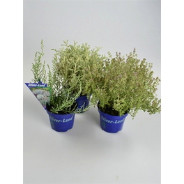 Herbstpflanzen, Herbstpflanzen Silverland, max. Wuchshöhe: 30 cm, Blüte: mehrfarbig