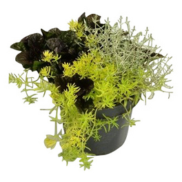 Herbstpflanzen Trio, gemischte Pflanzen »Herbstlieblinge«, max. Wuchshöhe: 50 cm