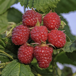 Himbeere, Rubus idaeus »Autumn BlissⓈ«, Frucht: rot, zum Verzehr geeignet