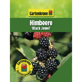 Himbeere, Rubus idaeus »Black Jewel«, Frucht: rot, zum Verzehr geeignet