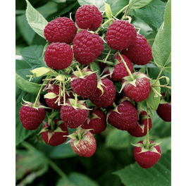 Himbeere, Rubus idaeus »Glen Ample«, Frucht: rot, zum Verzehr geeignet