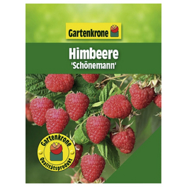 Himbeere, Rubus idaeus »Schoenemann«, Frucht: rot, zum Verzehr geeignet