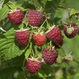 Himbeere, Rubus idaeus »Zefa III«, Frucht: rot, zum Verzehr geeignet