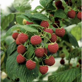 Himbeere, Rubus idaeus »Zefa III«, Frucht: rot, zum Verzehr geeignet