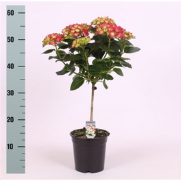 Hortensie, Hydrangea macrophylla, Topf: 17 cm, Blüten: mehrfarbig