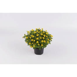 Husarenknoepfchen, Sanvitalia procumbens »Aztekengold«, Blüte: gelb, einfach Husarenknoepfchen, Sanvitalia procumbens »Aztekengold«, Blüte: gelb, einfach