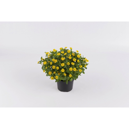 Husarenknoepfchen, Sanvitalia procumbens »Aztekengold«, Blüte: gelb, einfach Husarenknoepfchen, Sanvitalia procumbens »Aztekengold«, Blüte: gelb, einfach