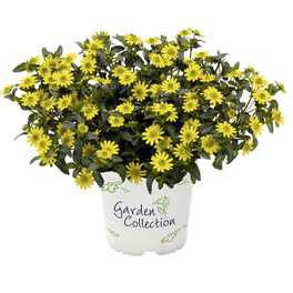 Husarenknöpfchen, Sanvitalia procumbens, Blüte: gelb