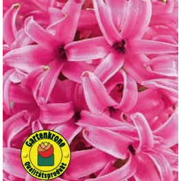 Hyazinthe, Hyacinthus orientalis, Blütenfarbe: rosa